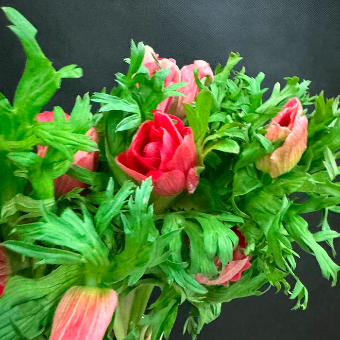 Экзотические цветы | Цветы по низким ценам 24/7